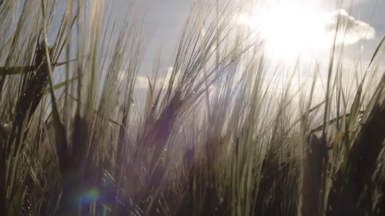 Wheat crops in breeze growing against sunshine background close up shot