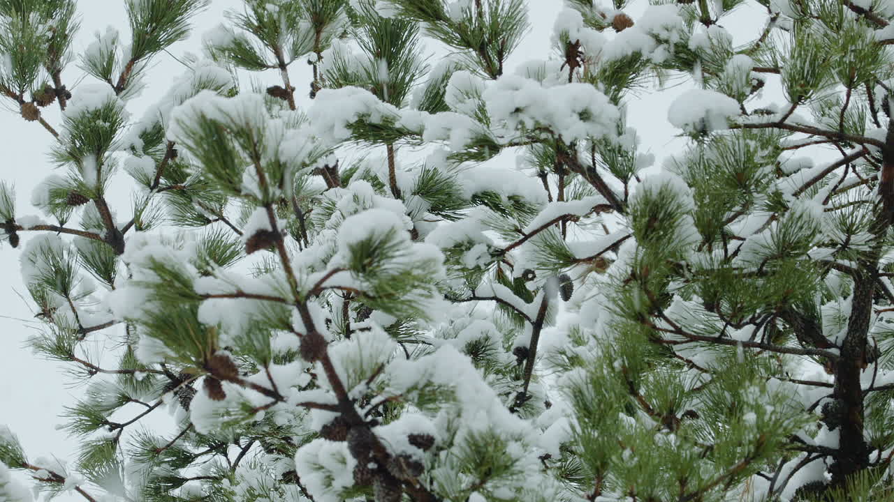 Snow covered pine tree branches during winter snowfall in Maine. Clip B.