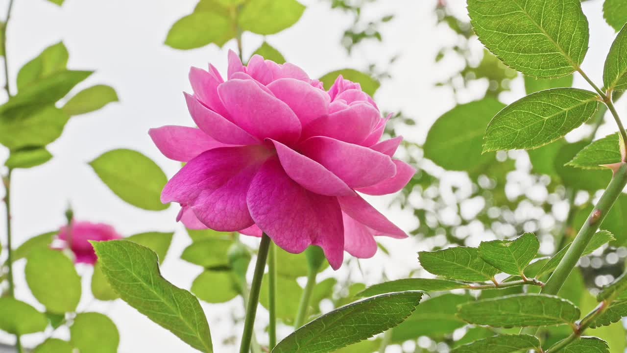 A striking pink rose in full bloom, viewed from below, surrounded by bright green leaves against a pale sky