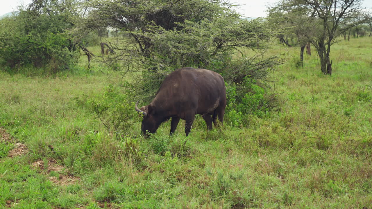 Cape Buffalo bull grazing in forest
