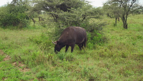 Cape-Buffalo-bull-grazing-in-forest