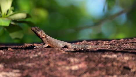 Lagarto-De-Lava-Brasileño-En-Reposa-De-Sol,-Norte-De-Brasil