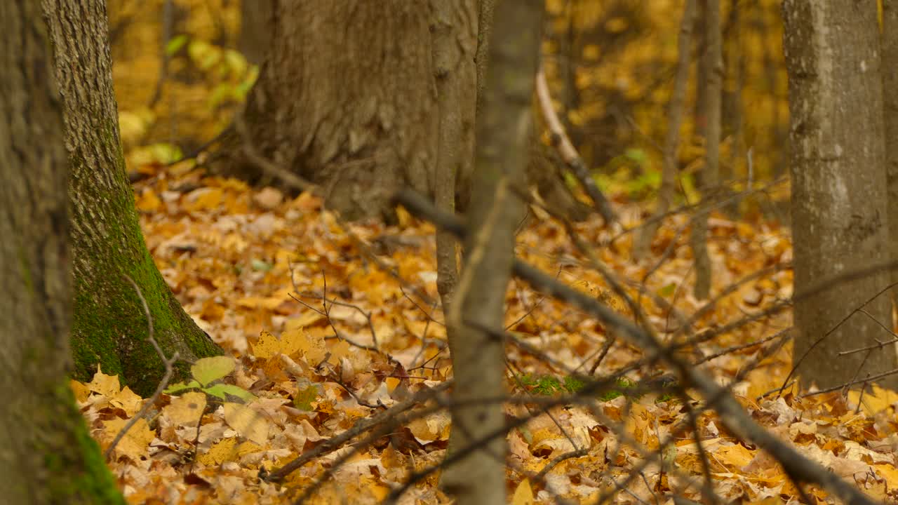 Squirrel Harvesting Nuts - Acorns in Fall Season in Beautiful Natural Forest Environment, Static