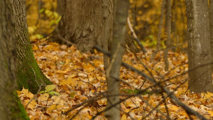 Orava keräämässä tammiterhoja syksyllä kauniissa luonnonmetsäympäristössä, staattinen