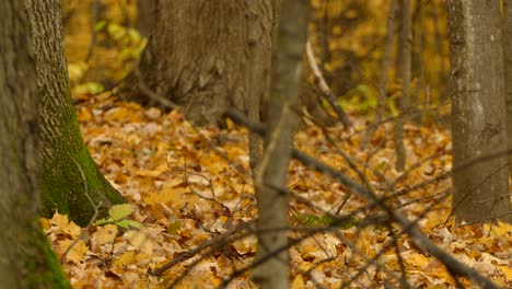 squirrel harvesting nuts - acorns in fall season in beautiful natural forest environment, static