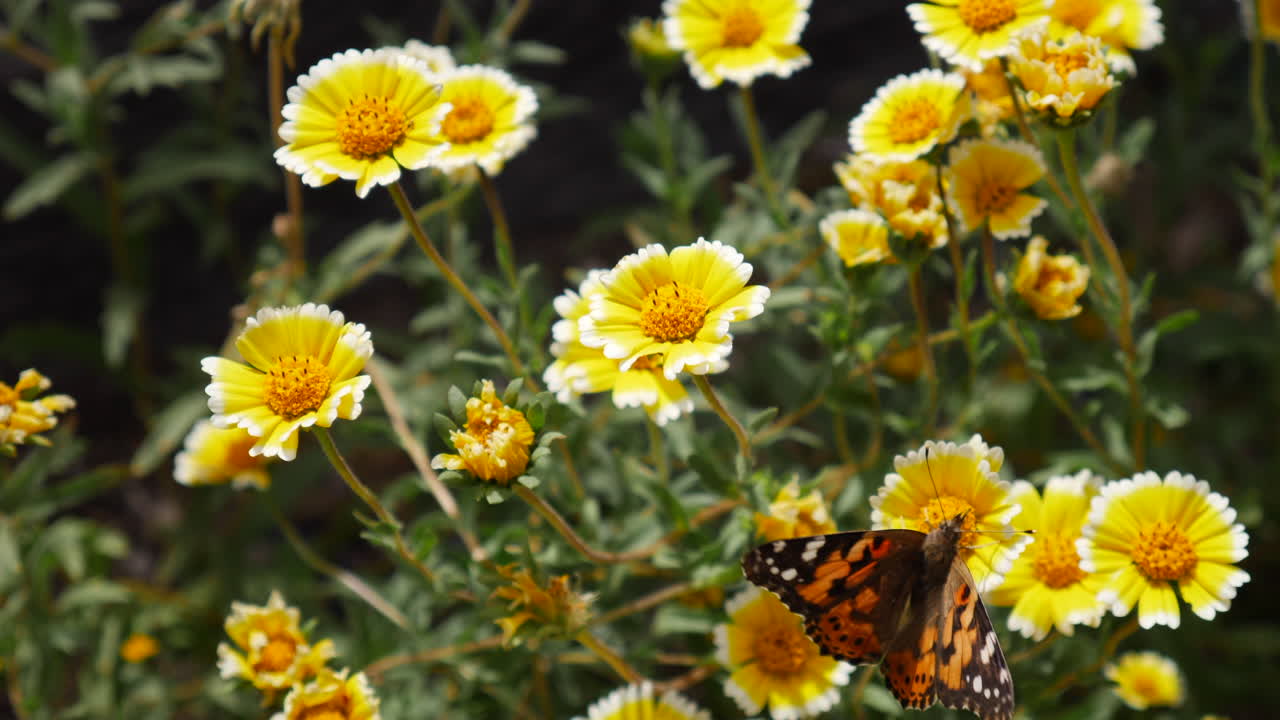 Una farfalla vanessa del cardo che prende il volo nutrendosi di nettare e impollinando un prato di fiori selvatici gialli in primavera AL RALLENTATORE.