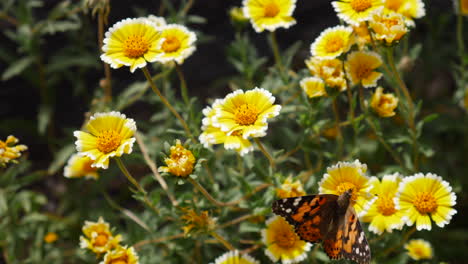 Una-Mariposa-Pintada-Tomando-Vuelo-Alimentándose-De-Néctar-Y-Polinizando-Un-Prado-De-Flores-Silvestres-Amarillas-En-Cámara-Lenta-De-Primavera