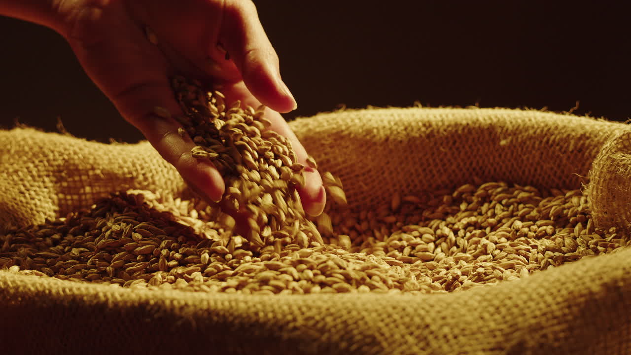 Hand Pouring Barley Grain from Burlap Sack