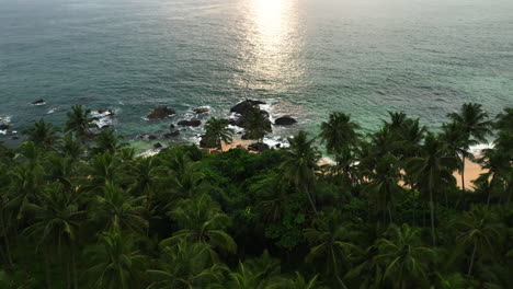 Aerial-view-around-palm-tree,-revealing-traditional-fishing-boats-at-a-beach-in-Sri-Lanka