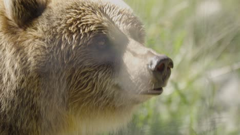 close up of grizzly bear in captivity