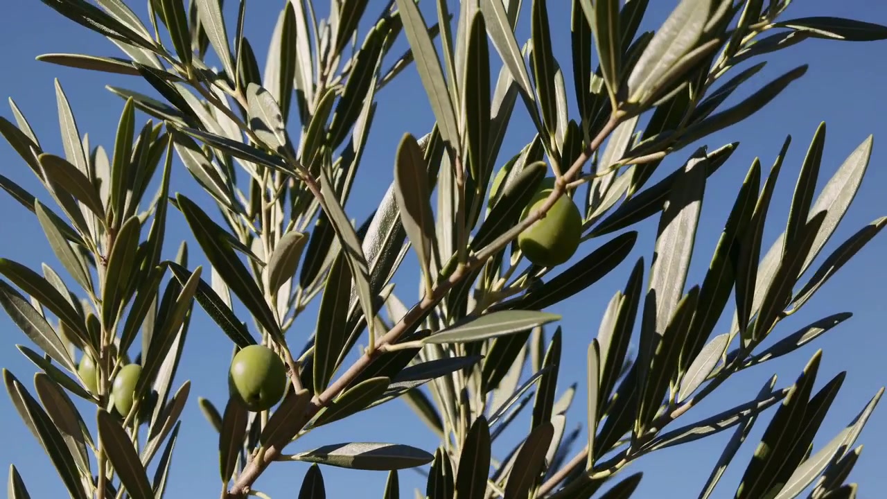 Olive verdi appese a un ramo d'ulivo contro un cielo azzurro limpido