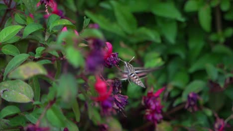 white-lined sphinx moth adult sipping flower nectar in slow motion