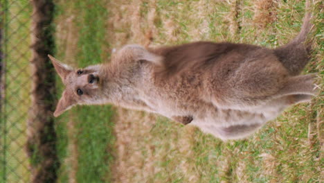 young red kangaroo standing a grooming itself - vertical video