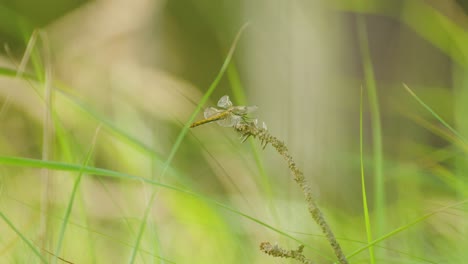 Libélula-Posada-Sobre-La-Vegetación-En-La-Naturaleza