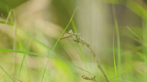 libélula asentada en la vegetación en la naturaleza