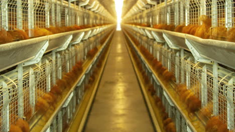 timelapse of poultry feeding inside a farming facility, food industry concept