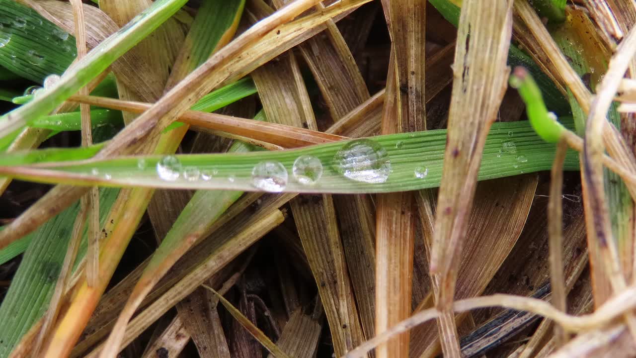 gotas de agua rocío matutino sobre la hierba con viento soplando - macro cierre de briznas de hierba a principios de la primavera después de una ducha de lluvia con gotas de agua sentada sobre la hoja
