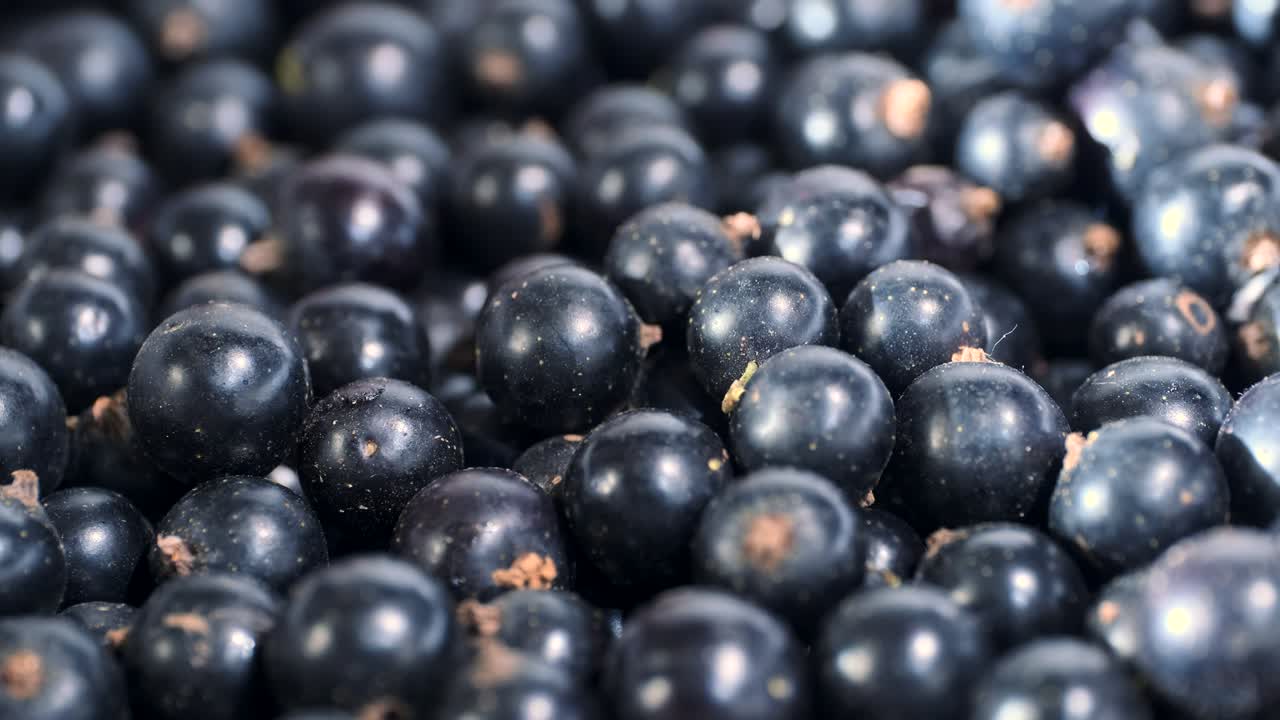 신선한 블랙 커런트의 세부 사항. 매크로 트럭 촬영. 카메라가 앞으로 움직이는. 클로즈업. 블랙 커란트 또는 블랙 커랜트 (ríbes nígrum)