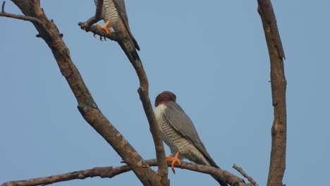 Peregrine-Falcon-in-tree-.-relaxing-