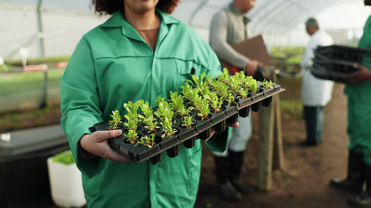 estufa, mulher e brotos de plantas em bandeja