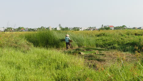 shot of farmer working in distance making bundles of green straws before drying for making traditional mattress in quang nam province, vietnam.