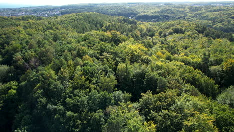 ascending drone shot showing green woodland forest landscape during sunny day in poland