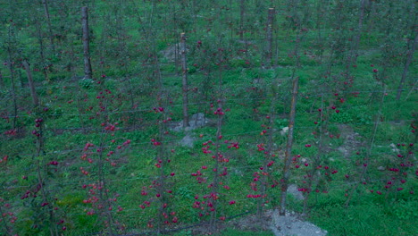 Manang-Nepal-red-apple-farming,-Organic-Drone-shot-landscape-Annapurna-region-Nepal,-rich-cultivation,-4K