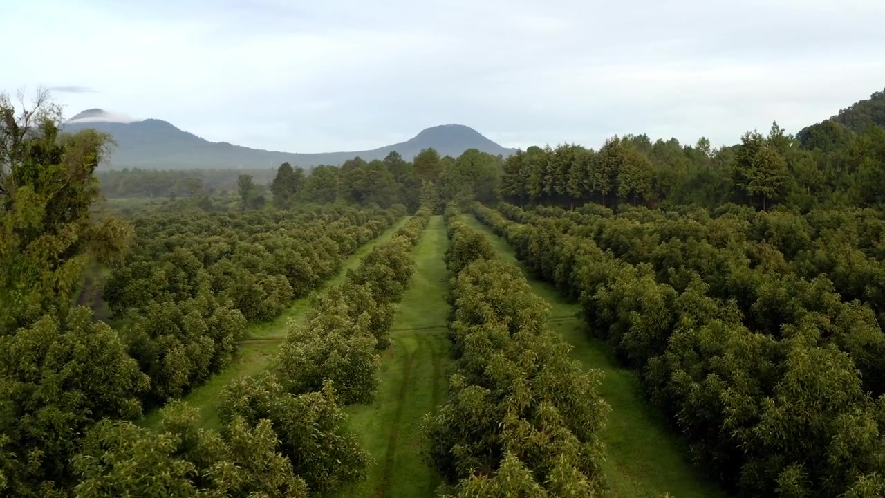 DRONE: LATERAL MOVEMENT OVER AVOCADO TREES AT AN ORCHARD IN TANCITARO