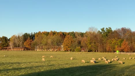 Sheep-grazing-the-beautiful-countryside--wide-pan