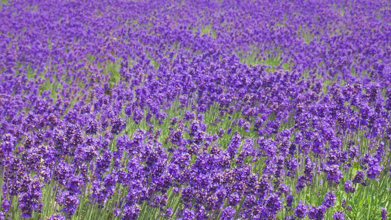 lavanda