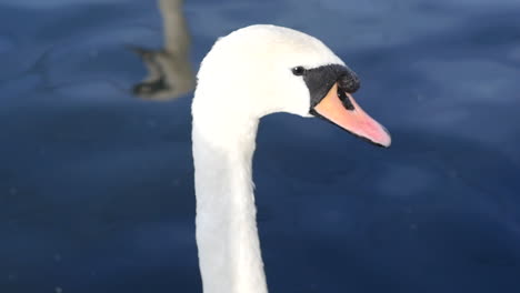 slow motion close-up shot of white swan animal on water in manchester lake england uk 1920x1080 hd