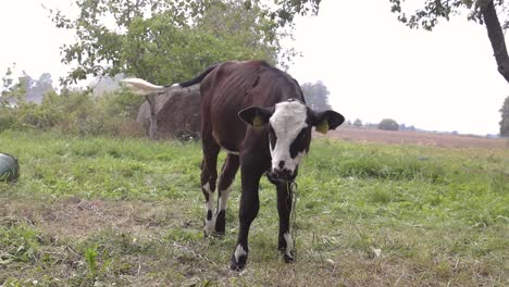a young calf held on a chain in the field outside