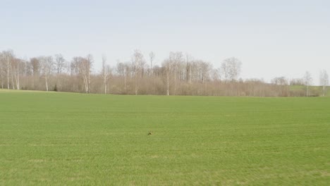 aerial forward follow of fox run on spring green farm field toward forest