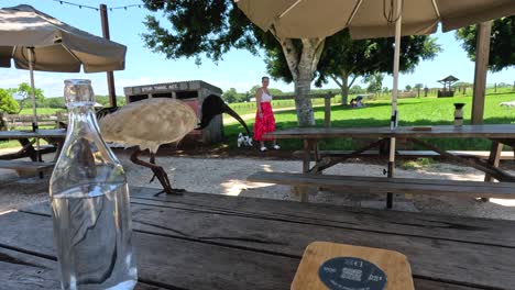 bird explores and interacts with outdoor picnic setting.