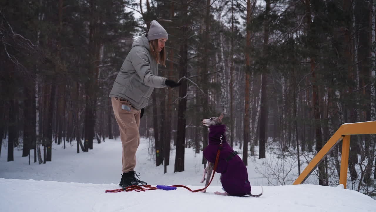 Woman training obedient dog in snowy forest, standing face-to-face as dog sits attentively in purple coat. Surrounded by tall pine trees, woman gestures with gloved hand