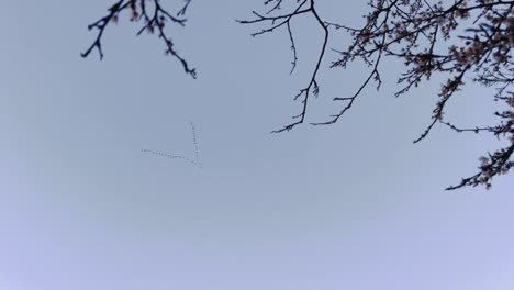 pequeña bandada de aves migratorias volando en formación, con árboles con ramas en primer plano