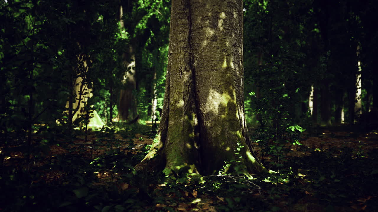 Majestic tree stands tall in a sunlit forest with vibrant green foliage