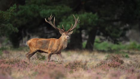 large old red deer with shaggy bright coat approaches does grazing in veluwe grassland, slow motion