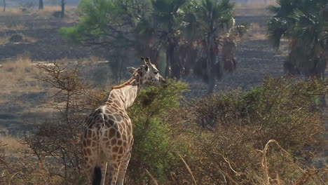 giraffe grazing on plants in african savanna