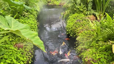 orange and white koi fish in pond surrounded by vegetation