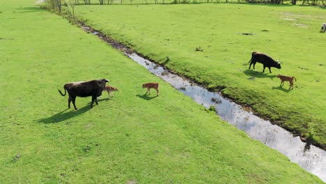 Wild-Horses-and-Auroxen-Cows-in-Open-Landscape-Located-at-the-Shores-of-the-Lake-Pape,-Latvia