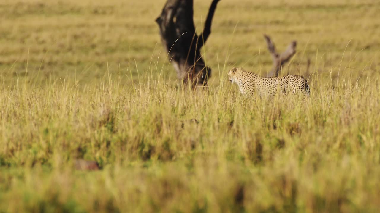 아프리카 사파리 야생동물 사바나 잔디에서 걸어다니는 천천히 움직이는 치타 마사이 마라, 케냐 아프리카의 마사이 마라, 초원 평야를 돌아다니는 큰 고양이 포식자