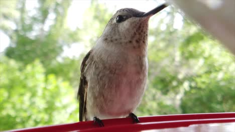 the best close up of a tiny fat humming bird with brown feathers sitting at a bird feeder in slow motion and taking drinks and spreading its wings