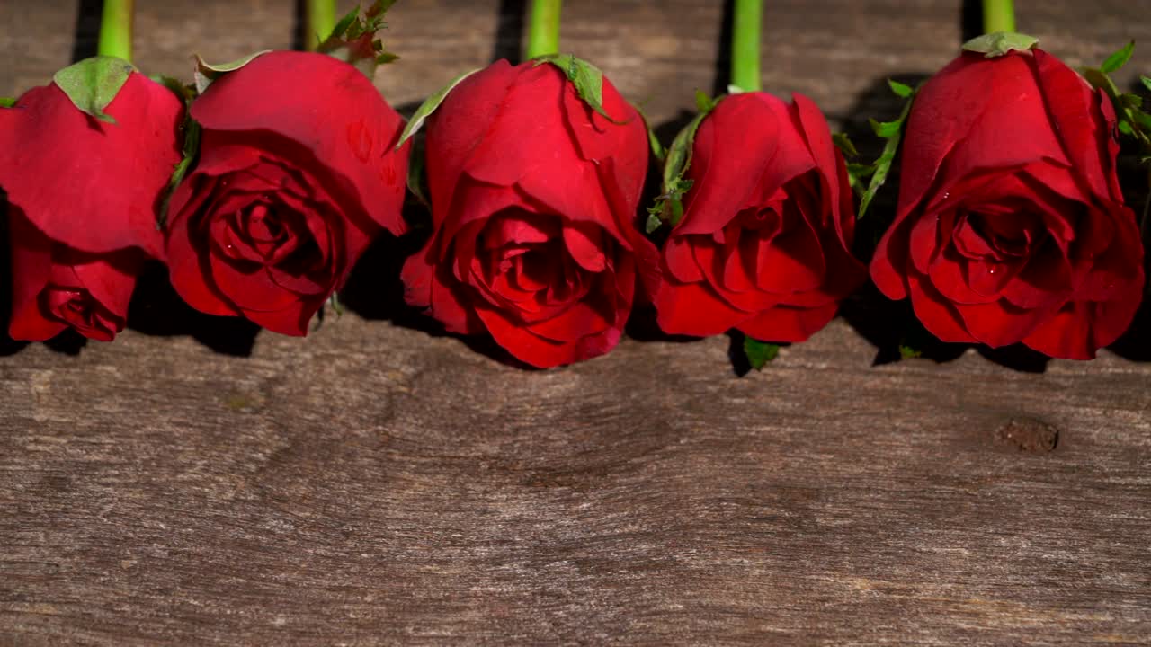 Dolly shot Red rose is beautiful flower for The meaning of love, On Valentine's Day and can be used for home decoration, copy space.