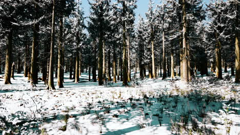 Puesta-De-Sol-O-Amanecer-En-El-Bosque-De-Pinos-De-Invierno-Cubierto-De-Nieve