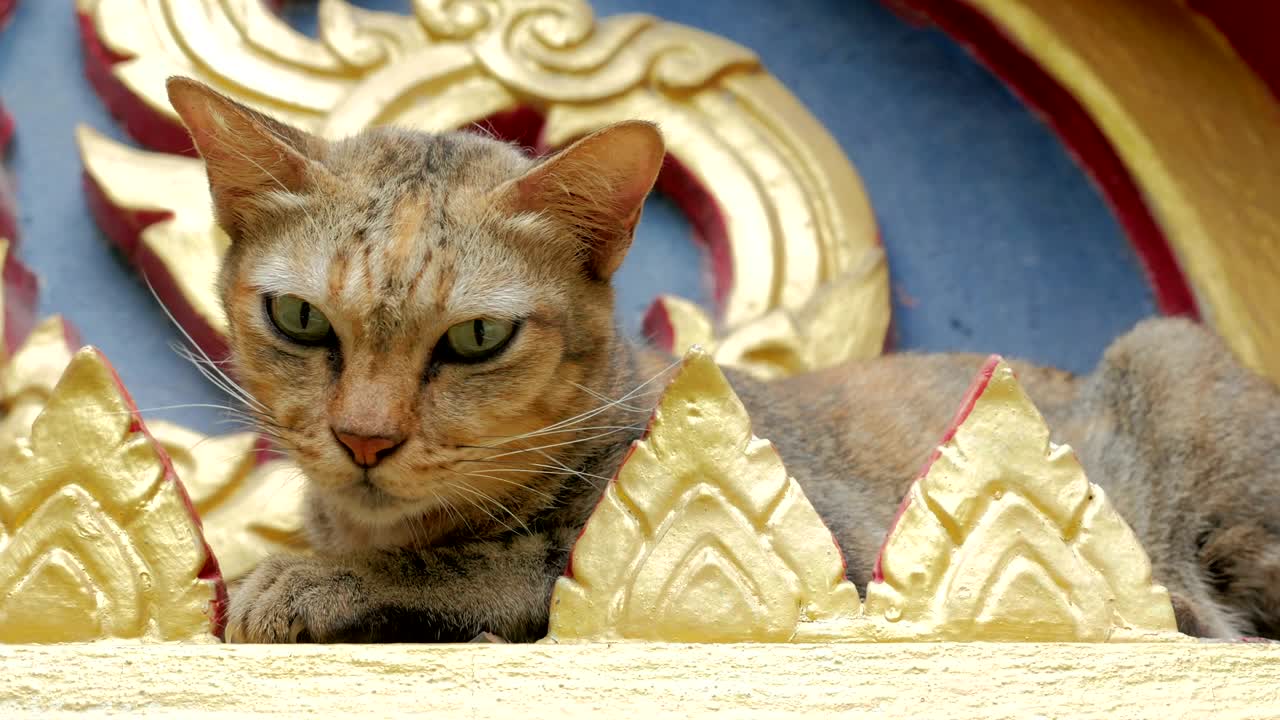un lindo y encantador gato callejero en un templo budista en tailandia.