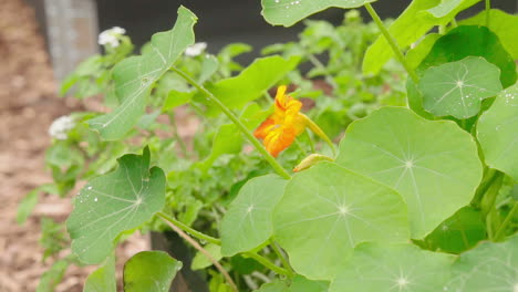 nasturtium flower close up in the vegetable garden