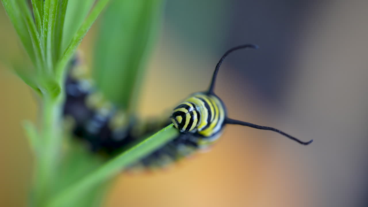 Close-up of a Black and Yellow Striped Caterpillar on a Green Plant