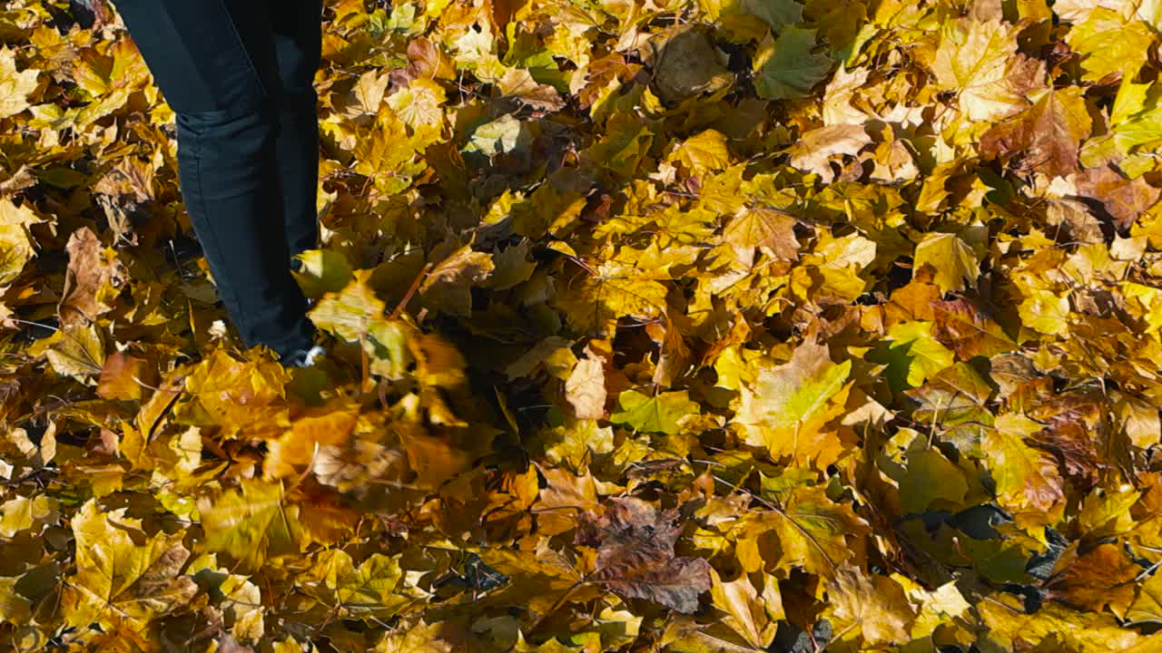 Person with black jeans and modern sneakers walking in golden yellow and orange autumn maple tree leaves that are in a pile on the ground. Slow motion movement makes the leaves fly around, sunny day