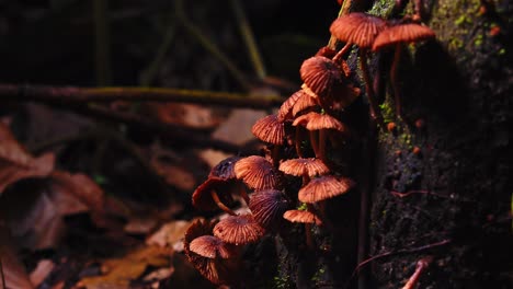 delicate marasmius fungi form dense clusters on damp bark, seen from above in peru’s amazon jungle.